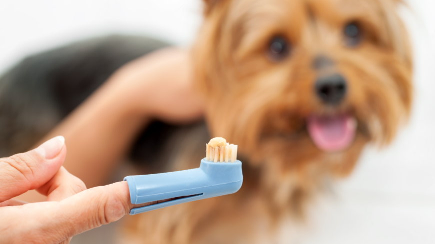 Att borsta tänderna på sin hund regelbundet är viktigt för att förebygga dålig tandhälsa. Foto: Shutterstock